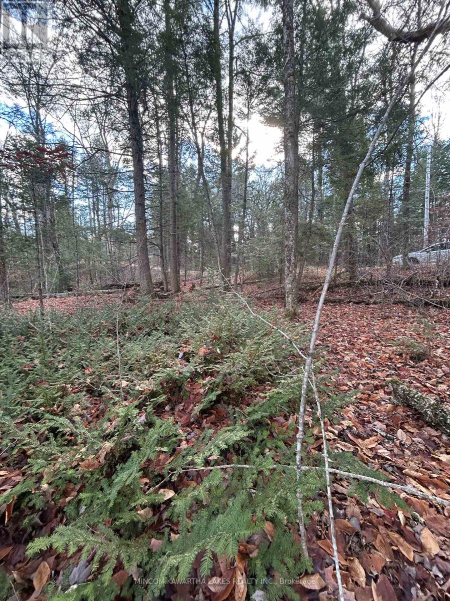 00 Mill Lake Road, North Kawartha, Ontario  K0L 1A0 - Photo 7 - X13092716
