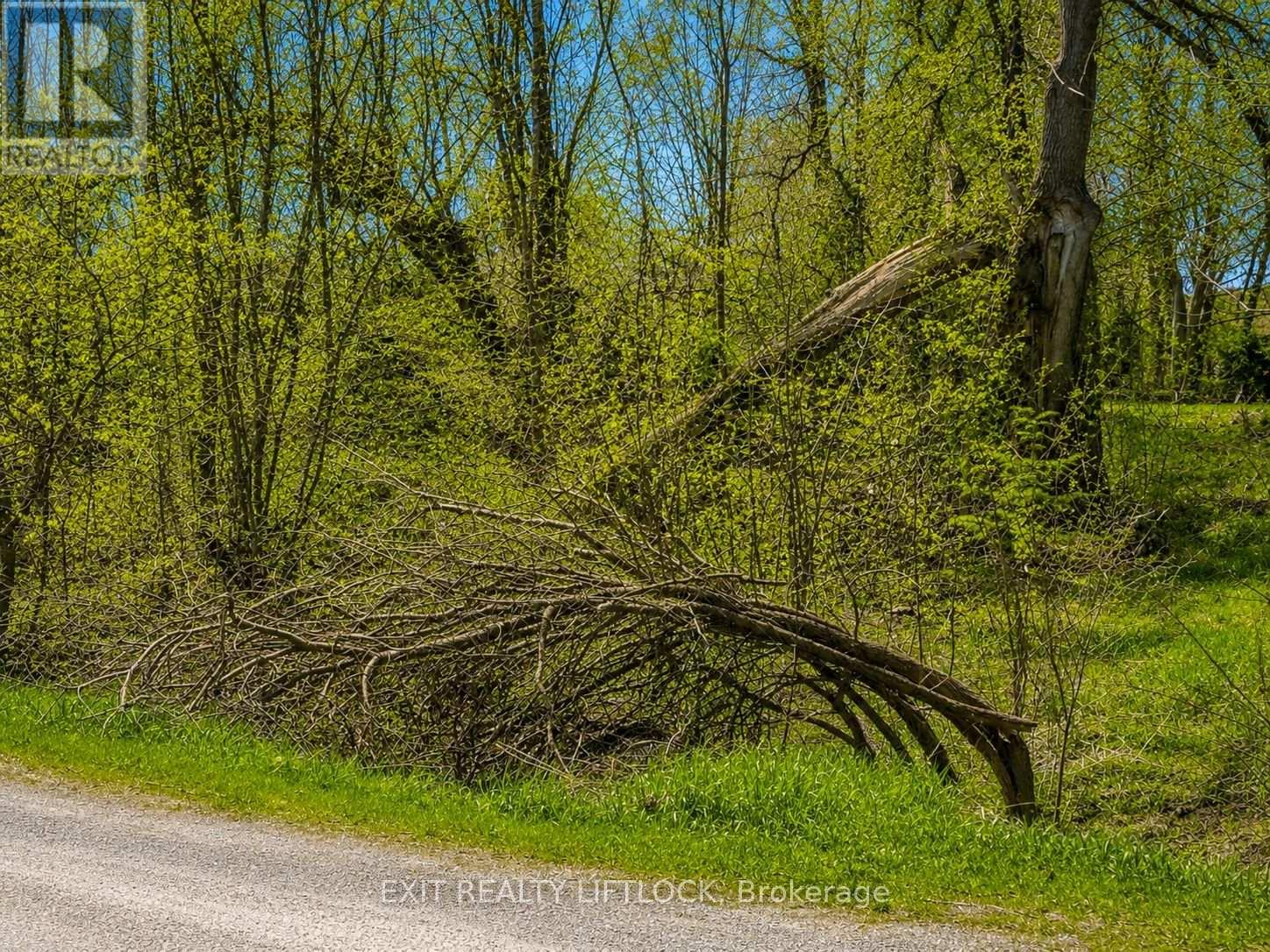 0 Maple Ridge Drive, Kawartha Lakes (Emily), Ontario  K0L 2W0 - Photo 3 - X13096080
