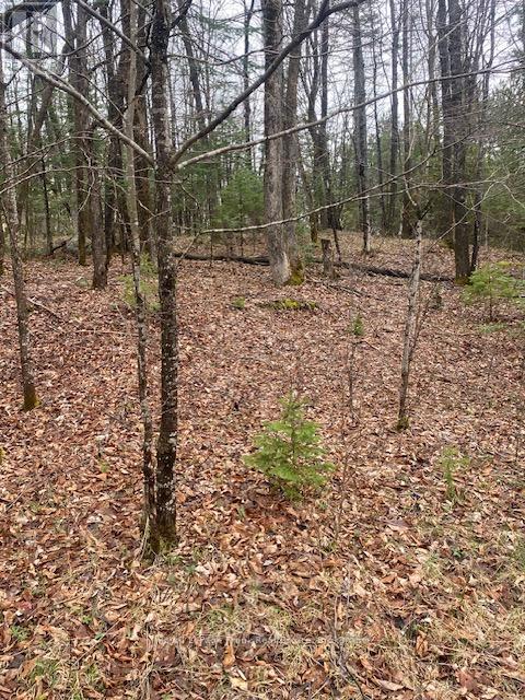 00 Landon Road, Bancroft (Dungannon Ward), Ontario  K0L 1C0 - Photo 4 - X13218480