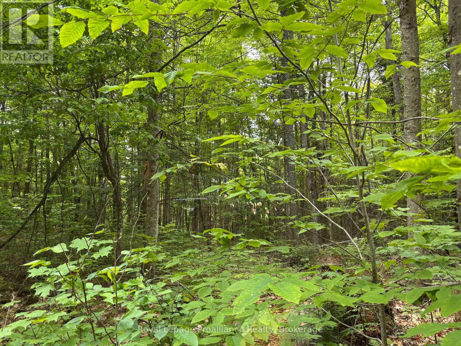 1623 Madawaska Road, Hastings Highlands (Wicklow Ward), Ontario  K0L 2K0 - Photo 5 - X13455874