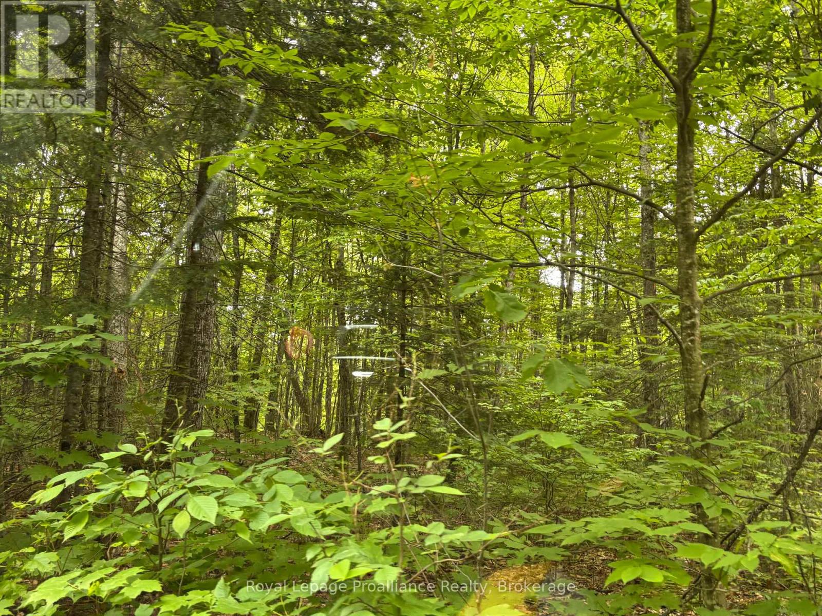 1623 Madawaska Road, Hastings Highlands (Wicklow Ward), Ontario  K0L 2K0 - Photo 6 - X13455874