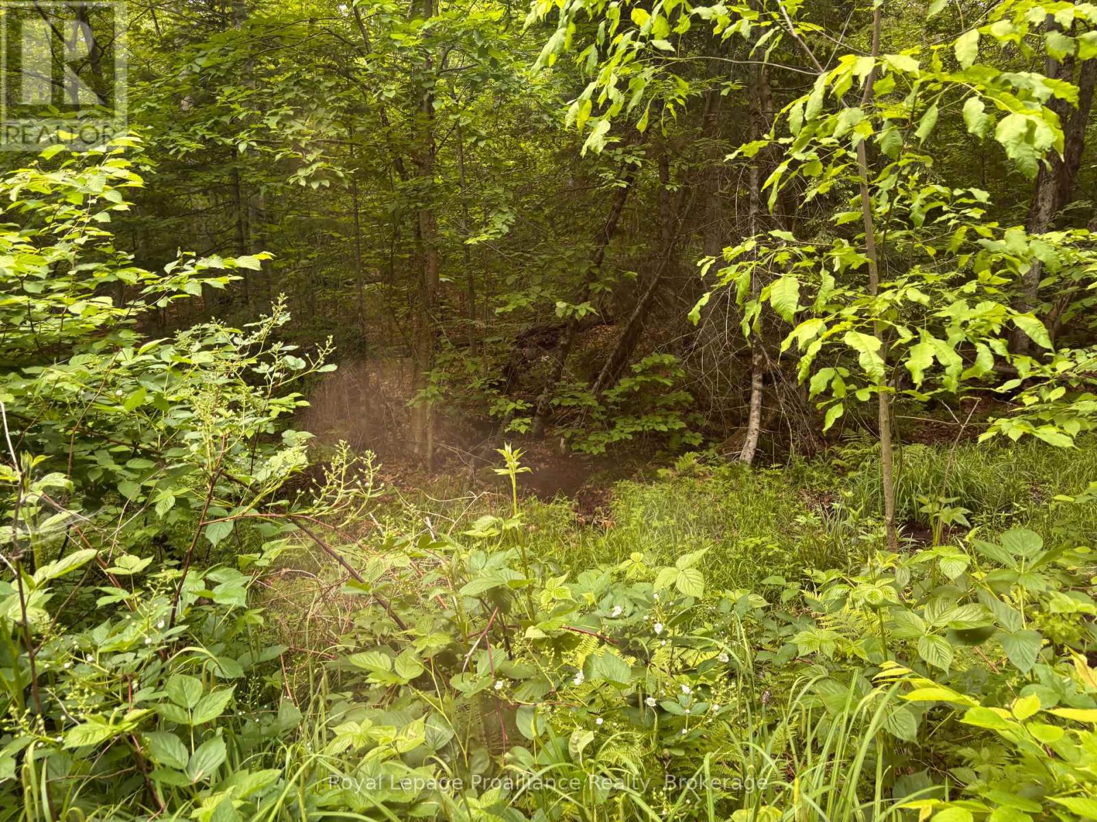 1623 Madawaska Road, Hastings Highlands (Wicklow Ward), Ontario  K0L 2K0 - Photo 7 - X13455874