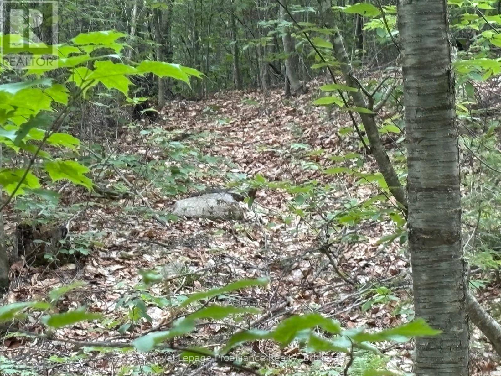1623 Madawaska Road, Hastings Highlands (Wicklow Ward), Ontario  K0L 2K0 - Photo 9 - X13455874