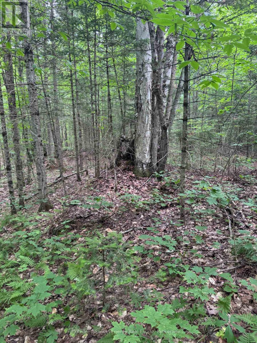 N/a Cross Country Road, Hastings Highlands (Monteagle Ward), Ontario  K0L 1C0 - Photo 10 - X13546108