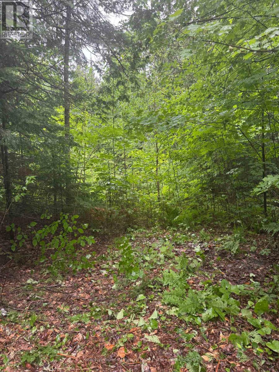 N/a Cross Country Road, Hastings Highlands (Monteagle Ward), Ontario  K0L 1C0 - Photo 5 - X13546108