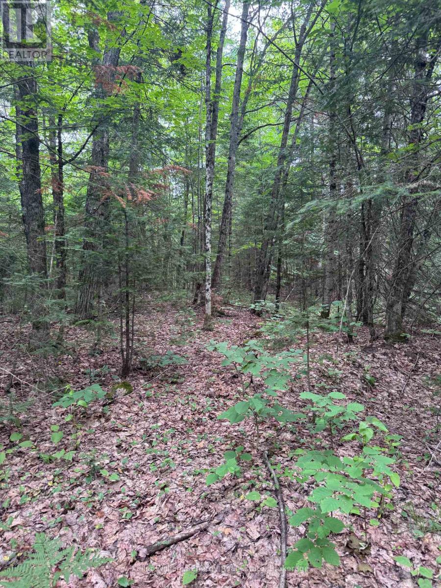 N/a Cross Country Road, Hastings Highlands (Monteagle Ward), Ontario  K0L 1C0 - Photo 7 - X13546108