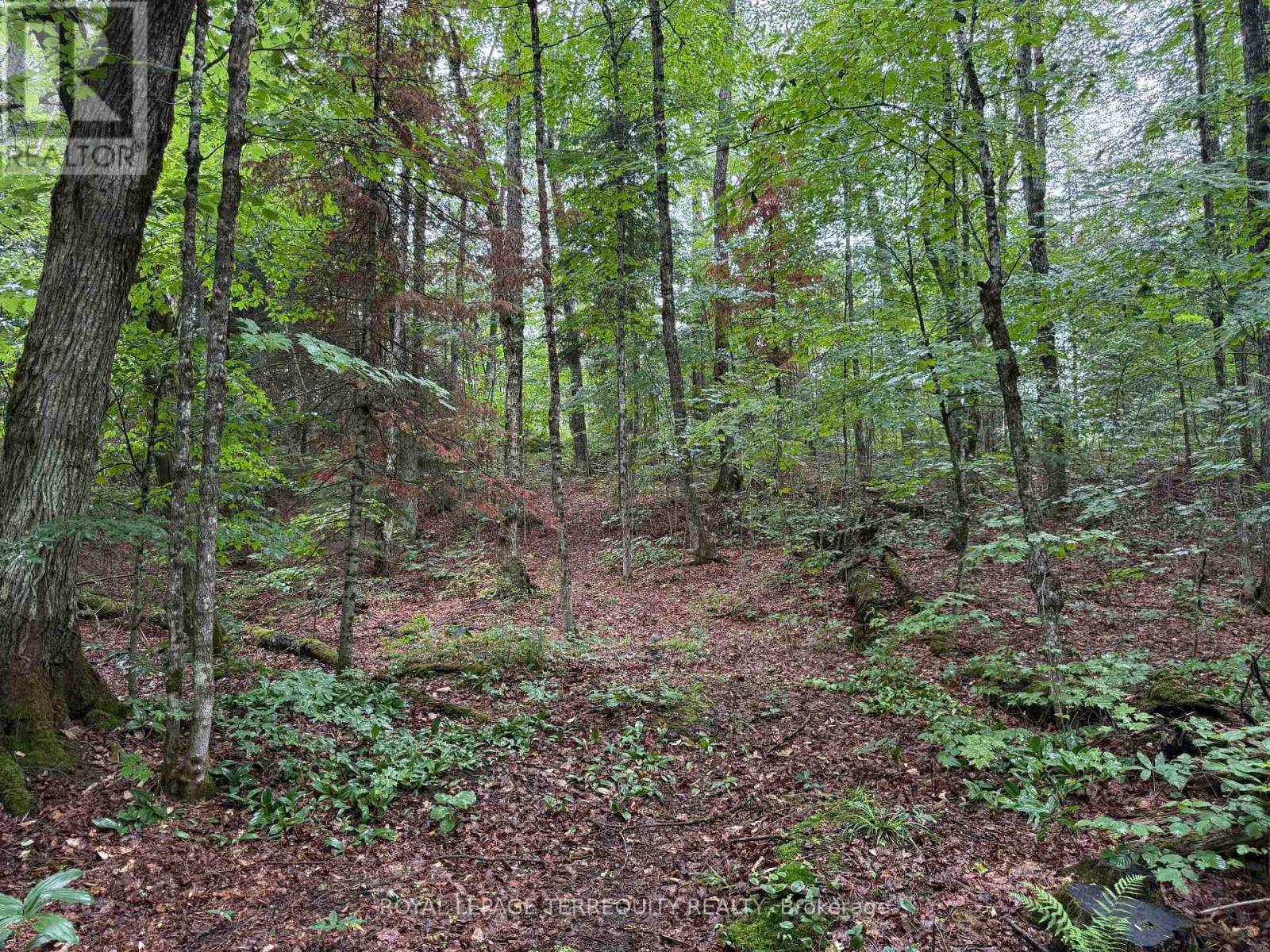 1097 Swirlingleaves Lane, Highlands East (Cardiff Ward), Ontario  K0L 1C0 - Photo 30 - X13605146
