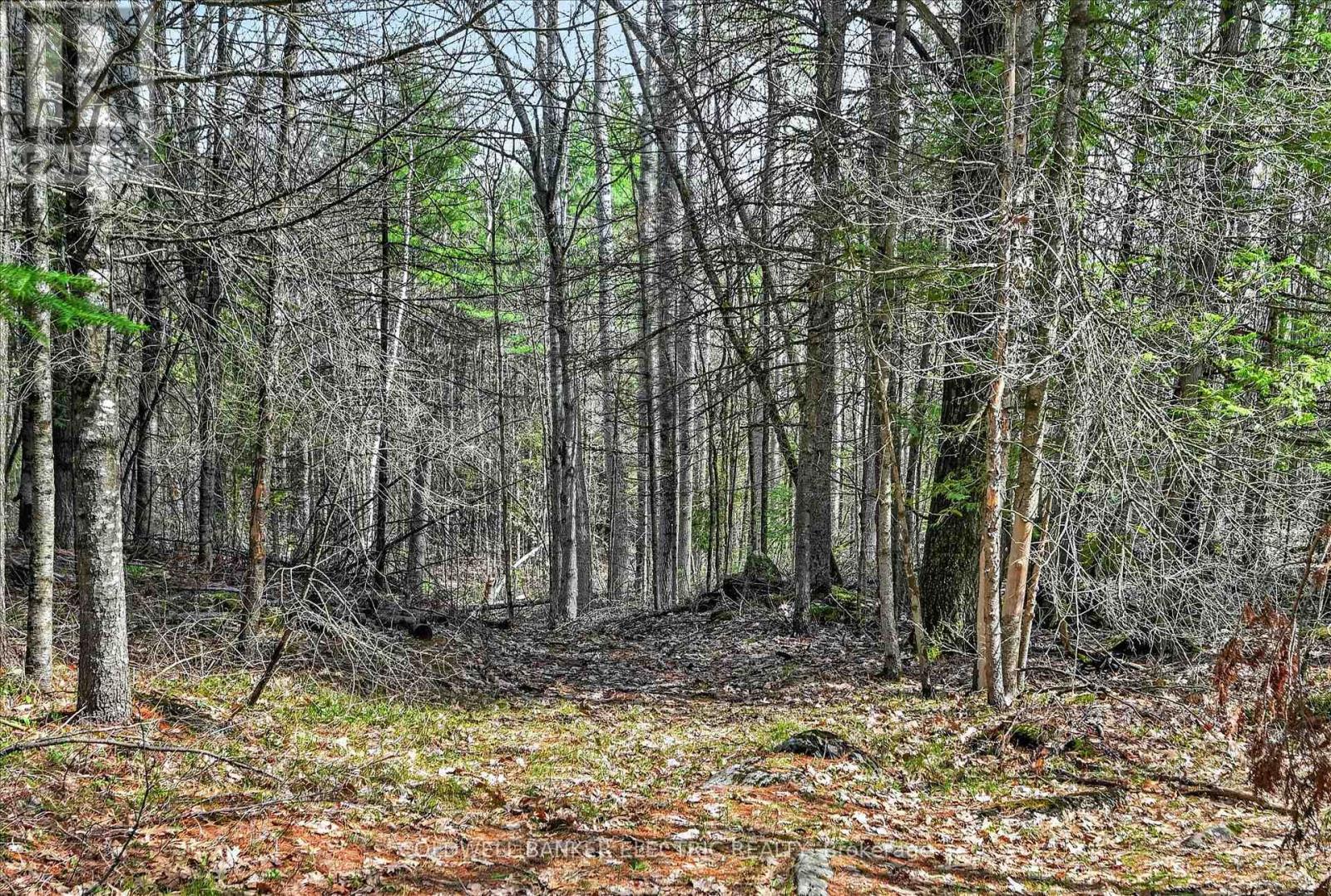 517 2nd Line Belmont, Havelock-Belmont-Methuen (Belmont-Methuen), Ontario  K0L 1Z0 - Photo 41 - X13634218