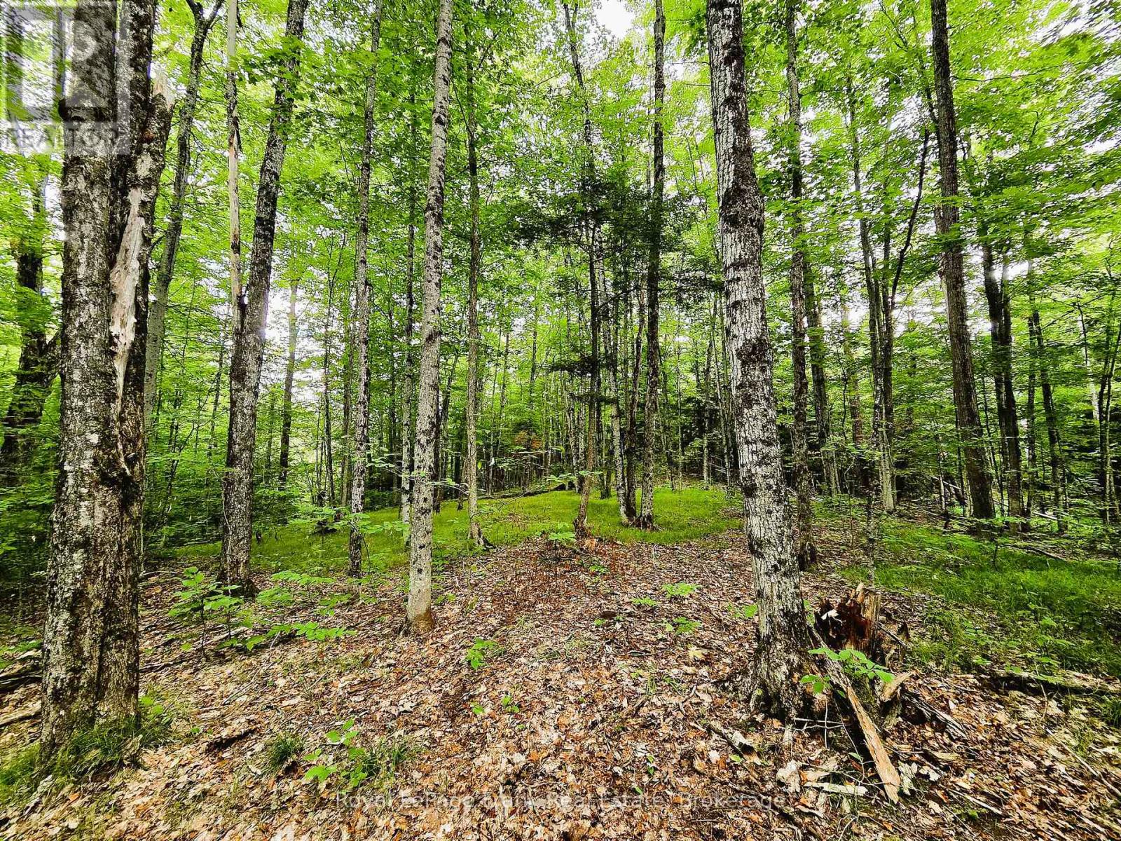 0 North Rusaw Road, North Kawartha, Ontario  K0L 1A0 - Photo 22 - X13693560