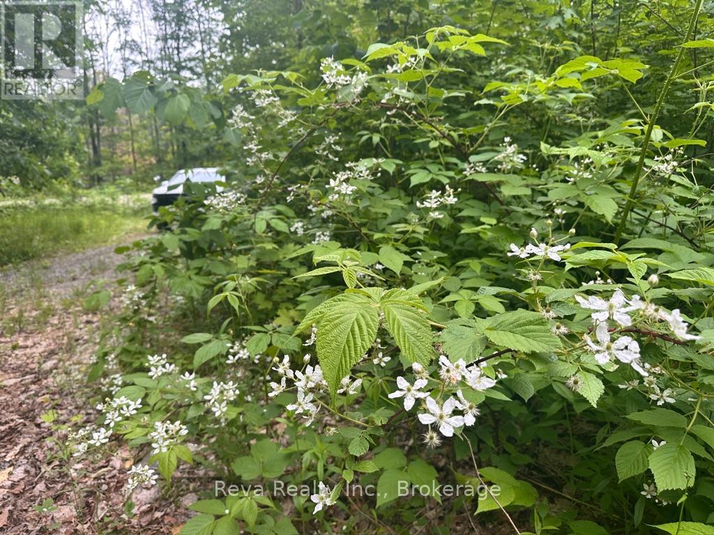 219 Elgin Road, Hastings Highlands (Mcclure Ward), Ontario  K0L 2K0 - Photo 20 - X13743470
